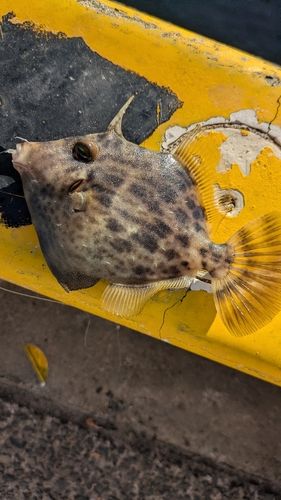 カワハギの釣果