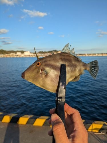 カワハギの釣果