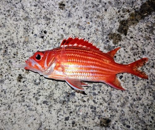 テリエビスの釣果