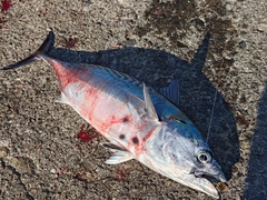 スマガツオの釣果