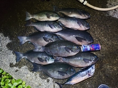 グレの釣果