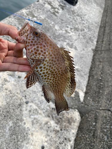 オオモンハタの釣果