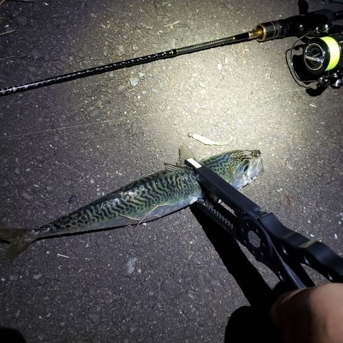 サバの釣果