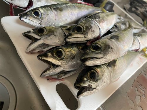 サバの釣果