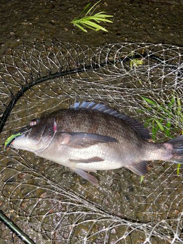 チヌの釣果