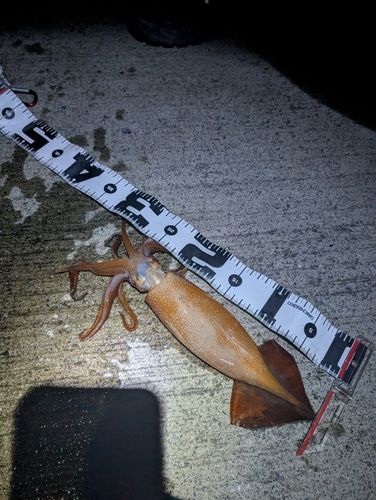 スルメイカの釣果