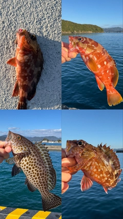 アカハタの釣果