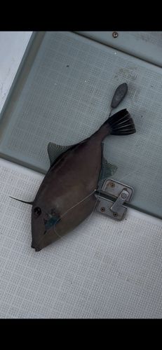 ウマヅラハギの釣果