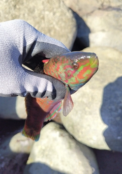 ニシキベラの釣果