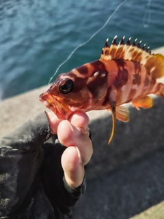 アカハタの釣果