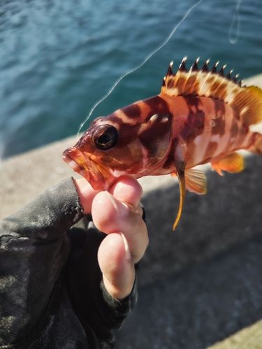 アカハタの釣果