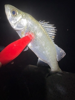 ヒラスズキの釣果