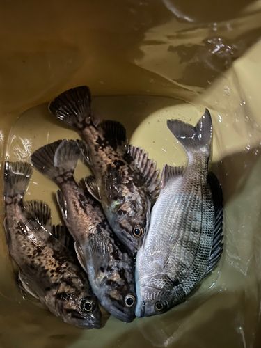 クロダイの釣果