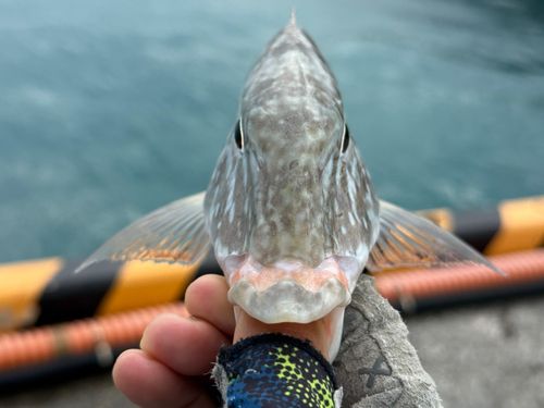 キツネフエフキの釣果