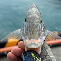 キツネフエフキ