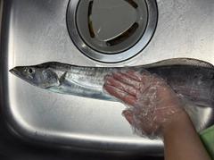 タチウオの釣果