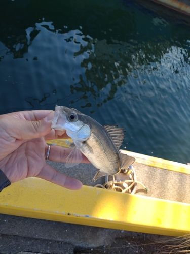セイゴ（マルスズキ）の釣果