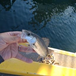 セイゴ（マルスズキ）