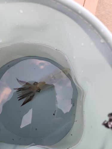 ヒイカの釣果