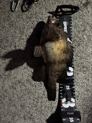 シロメバルの釣果