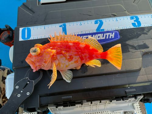 アヤメカサゴの釣果