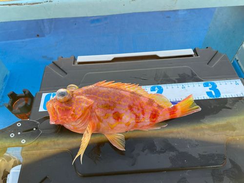 アヤメカサゴの釣果