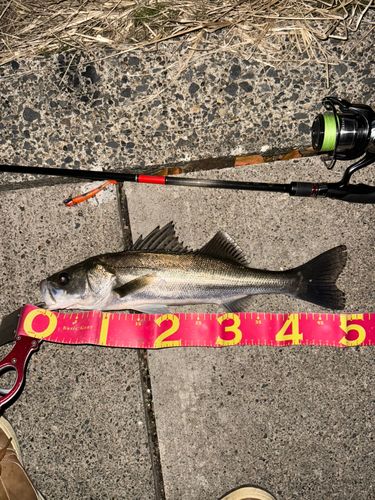 セイゴ（マルスズキ）の釣果