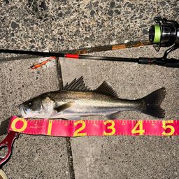 セイゴ（マルスズキ）