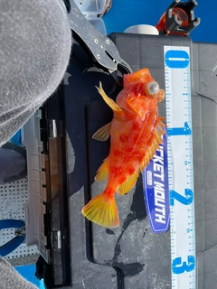 アヤメカサゴの釣果