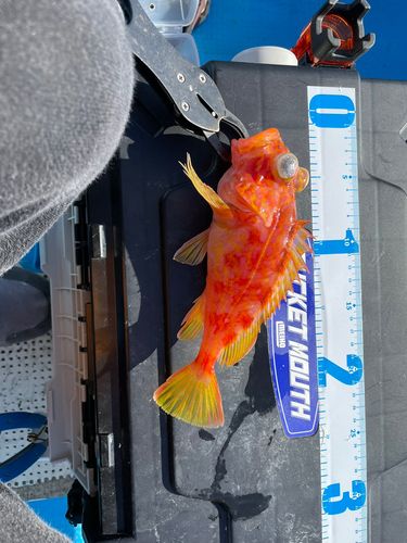 アヤメカサゴの釣果