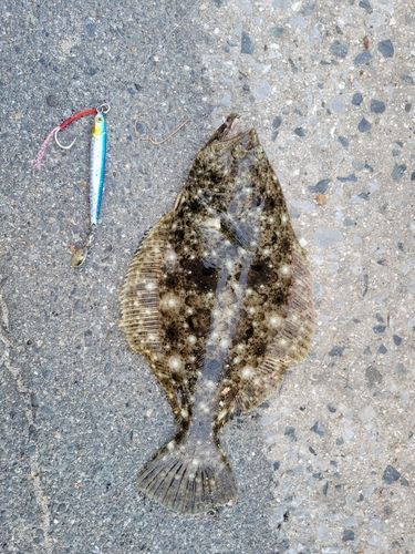 ヒラメの釣果