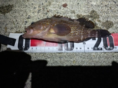 キジハタの釣果