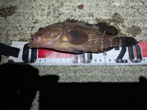 キジハタの釣果