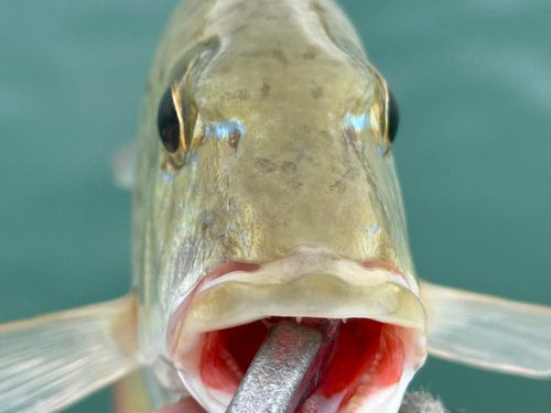 マトフエフキの釣果