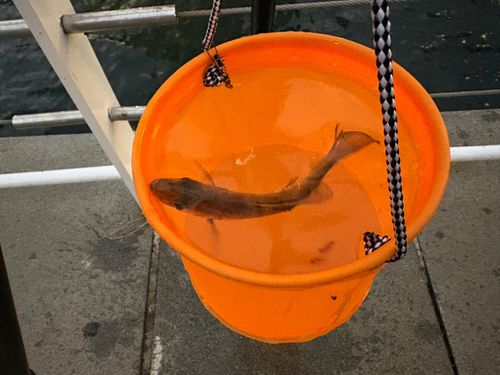 セイゴ（マルスズキ）の釣果