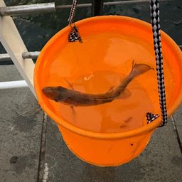 セイゴ（マルスズキ）