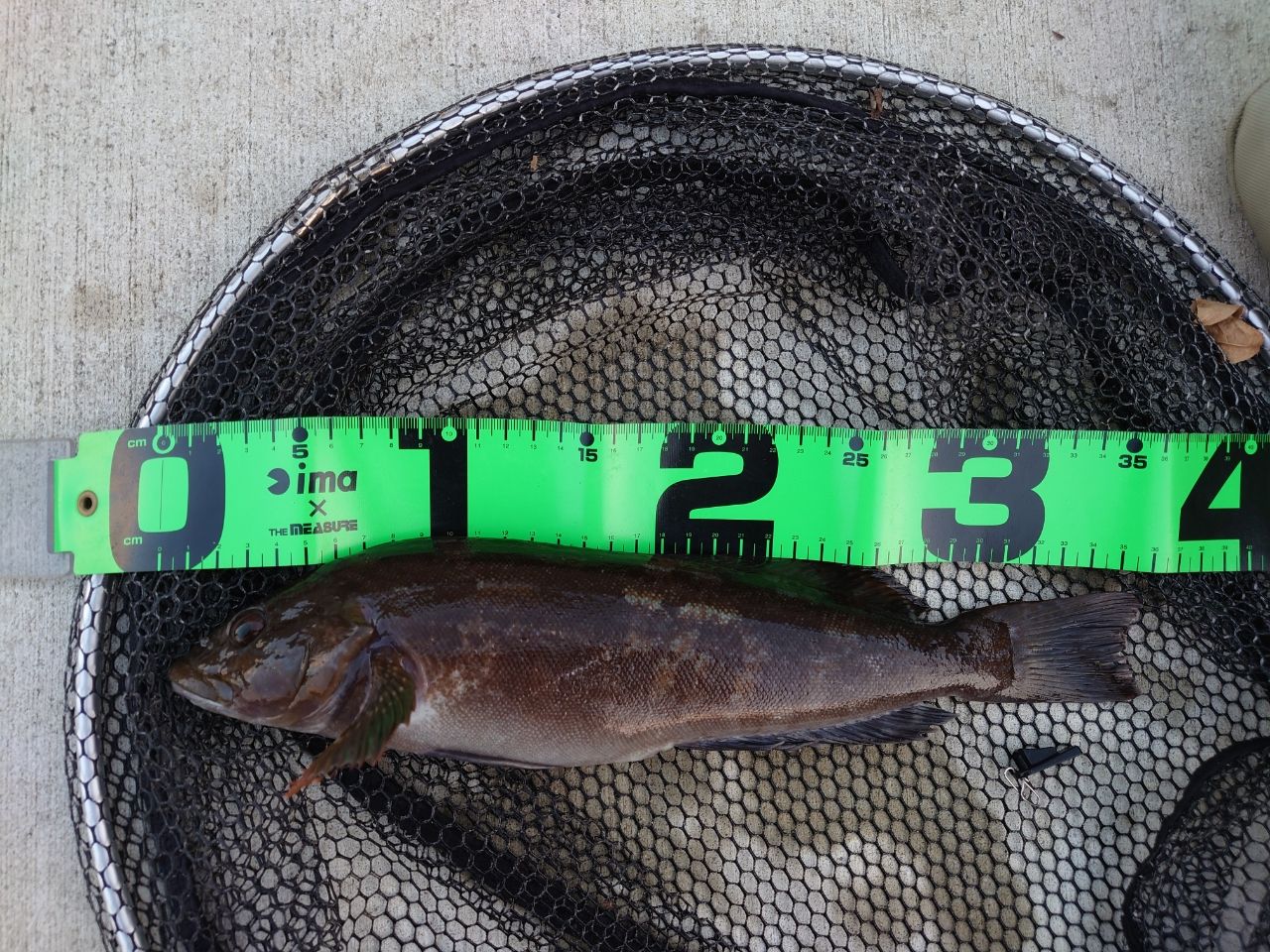 TENRYU ロックアイ ヴォルテックス RV91S-Hの最安値・インプレ・釣果