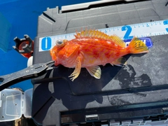 アヤメカサゴの釣果