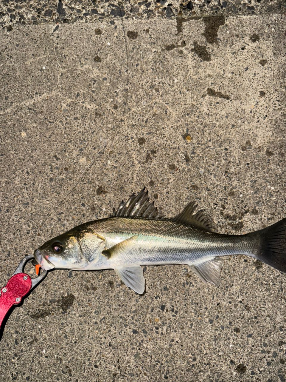 セイゴ（マルスズキ）