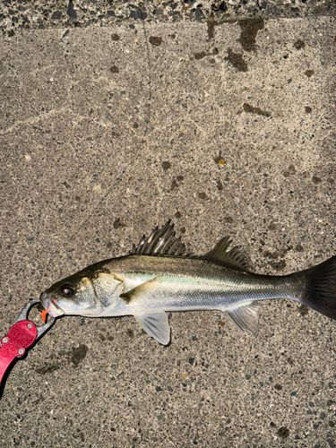 セイゴ（マルスズキ）の釣果