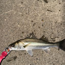 セイゴ（マルスズキ）