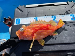 アヤメカサゴの釣果