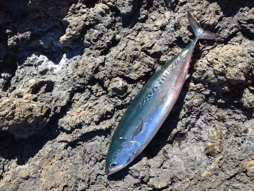 ソウダガツオの釣果