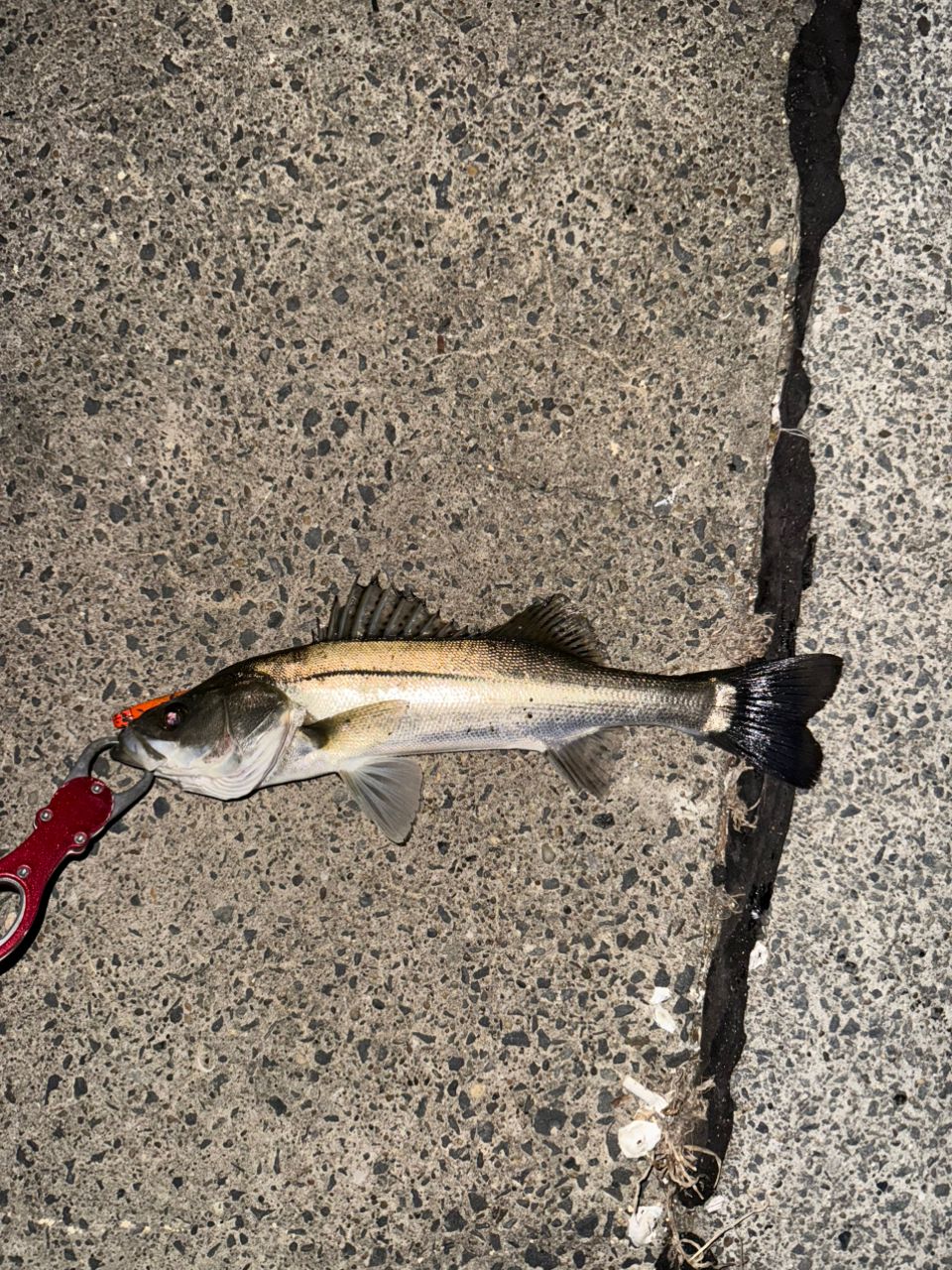 セイゴ（マルスズキ）