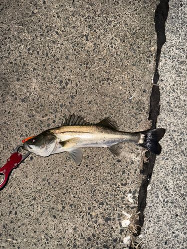 セイゴ（マルスズキ）の釣果