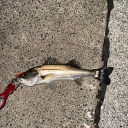 セイゴ（マルスズキ）