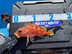 アヤメカサゴの釣果