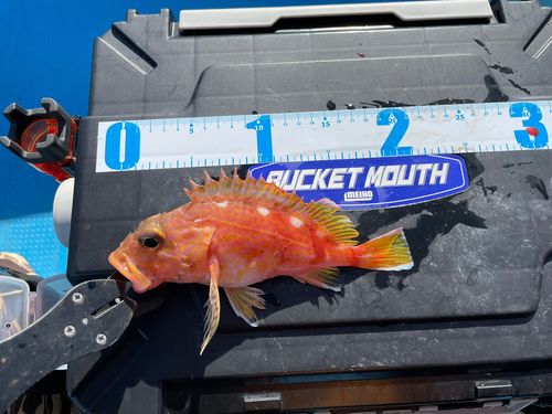 アヤメカサゴの釣果