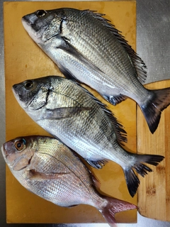 クロダイの釣果