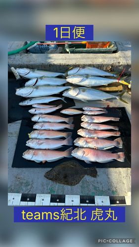 シロアマダイの釣果